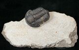 Gerastos Trilobite Fossil - Foum Zguid #15387-2